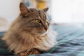 Portrait fluffy cat lying on sofa