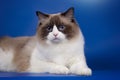 Portrait of a fluffy cat ragdol with blue eyes. Royalty Free Stock Photo