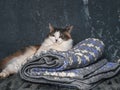 Portrait of a fluffy cat resting on a plaid, crocheted Royalty Free Stock Photo