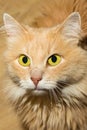 Portrait of fluffy cute cats beige with big bright yellow eyes looking into the camera close-up Royalty Free Stock Photo