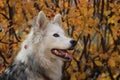 Yakut Laika on the background of autumn leaves