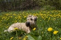 Portrait of a fluffy dog on the background of blooming dandelions. Royalty Free Stock Photo