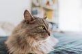 Portrait fluffy cat lying on sofa