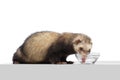 Portrait of fluffy ferret drinking water isolated on white background. Concept of happy domestic and wild animals, care