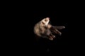 Portrait of fluffy ferret lying on floor isolated on dark background. Concept of happy domestic and wild animals, care