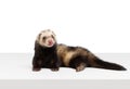 Portrait of fluffy ferret lying on floor isolated on white background. Concept of happy domestic and wild animals, care