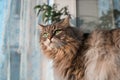 Portrait of a fluffy, gray cat with green eyes looking to the side, indoors Royalty Free Stock Photo