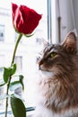 Portrait fluffy gray cat looking out window, nearred rose