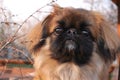 Portrait of fluffy small dog pekingese closeup
