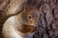 Portrait fluffy hungry squirrel in the winter