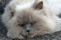A portrait of a fluffy long haired cat with blue eyes laying on the ground.