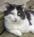 Portrait of fluffy mongrel cat with green eyes and long white vibrissae