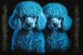 portrait of fluffy painted in blue color little poodles on black background