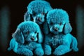 portrait of fluffy painted in blue color little poodles on black background