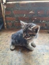 Portrait of a fluffy and sad-faced kitten alone without its mother Royalty Free Stock Photo