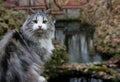 Portrait of a fluffy Siberian cat of gray-white color, close-up