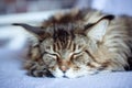 Portrait of fluffy sleeping cat