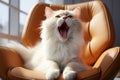 portrait of fluffy sleepy cat yawing