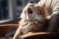 portrait of fluffy sleepy cat yawing