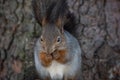 Portrait fluffy squirrel crunch a nut in the winter