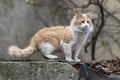 Portrait of a fluffy stray cat.