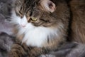 Portrait of fluffy sweet serious tabby cat with big yellow eyes and white dickey Royalty Free Stock Photo
