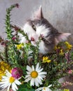 Portrait of a fluffy tortoiseshell cat biting flowers