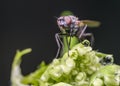 Portrait of a fly on a flower with dew drops from bottom point