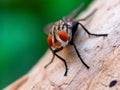 a potrait of a fly from the front appears to be the focus of the fly face Royalty Free Stock Photo