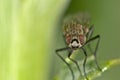 Portrait of a fly on green