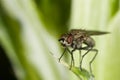 Portrait of a fly on green Royalty Free Stock Photo