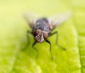 Portrait of a fly on a green leaf Royalty Free Stock Photo