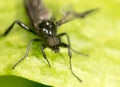 Portrait of a fly on a green leaf. Royalty Free Stock Photo