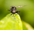 Portrait of a fly on a green leaf. Royalty Free Stock Photo