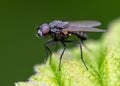 Portrait of a fly on a green leaf. Macro Royalty Free Stock Photo