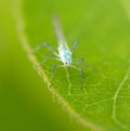 Portrait of a fly on a green leaf. Macro Royalty Free Stock Photo