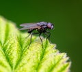 Portrait of a fly on a green leaf. Macro Royalty Free Stock Photo