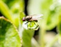 Portrait of a fly on a green leaf. Macro Royalty Free Stock Photo