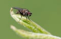 Portrait of a fly on a green leaf. Macro Royalty Free Stock Photo