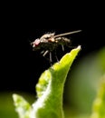 Portrait of a fly on a green leaf. Macro Royalty Free Stock Photo