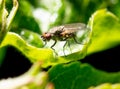 Portrait of a fly on a green leaf. Macro Royalty Free Stock Photo