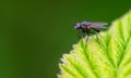 Portrait of a fly on a green leaf. Macro Royalty Free Stock Photo