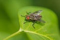 Portrait of a fly on a green leaf in the park Royalty Free Stock Photo