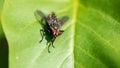 Portrait of a fly on a green leaf in the park Royalty Free Stock Photo