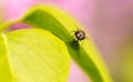 Portrait of a fly on a green leaf Royalty Free Stock Photo