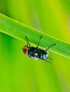 Portrait of a fly perched on a leaf on a green background Royalty Free Stock Photo