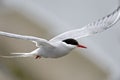 Portrait, flying Arctic tern