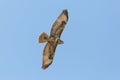 Portrait flying common buzzard buteo buteo with spread wings