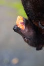 Portrait of a flying fox with a slice of mango in his mouth