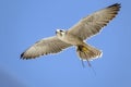 Portrait of a flying Gyrfalcon in the blue sky